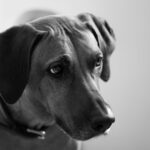 Barrel-Blasting Brilliance: Why Donkey Kong Bananza Feels Like Pure Joy on Switch 2