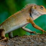 उम्मीदों की दस्तक: बिहार पुलिस कांस्टेबल आंसर-की और परिणाम का इंतजार