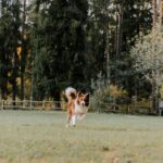 Speed and Adaptability: How Agile is Reshaping the Indian IT Landscape