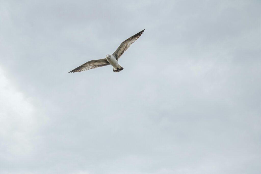 जंगल की दुनिया को कैमरे में कैद करें: Wildlife Photography में बनाएँ बेहतरीन करियर