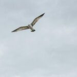 जंगल की दुनिया को कैमरे में कैद करें: Wildlife Photography में बनाएँ बेहतरीन करियर