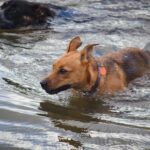 Swimming with Style: BYD Yangwang U8’s Amphibious Adventure