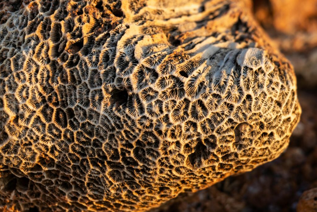 ऑस्ट्रेलिया UG-PG एडमिशन में MD-115 का कमाल