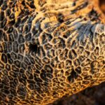 ऑस्ट्रेलिया UG-PG एडमिशन में MD-115 का कमाल