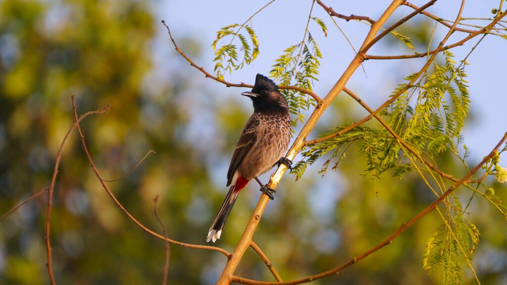 बिहार STET 2025 आंसर की जारी: पेपर 1 व 2 की PDF ऐसे डाउनलोड करें