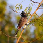 बिहार STET 2025 आंसर की जारी: पेपर 1 व 2 की PDF ऐसे डाउनलोड करें