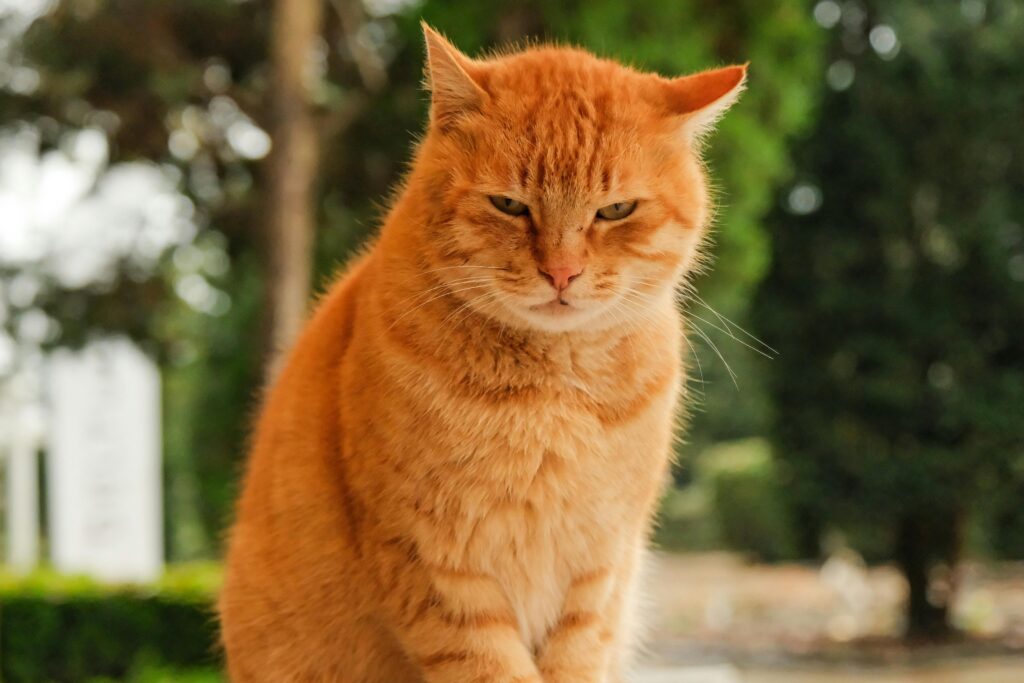 UPSSSC PET 2025 परिणाम हुआ जारी: चेक करें डायरेक्ट लिंक और आगामी कदम