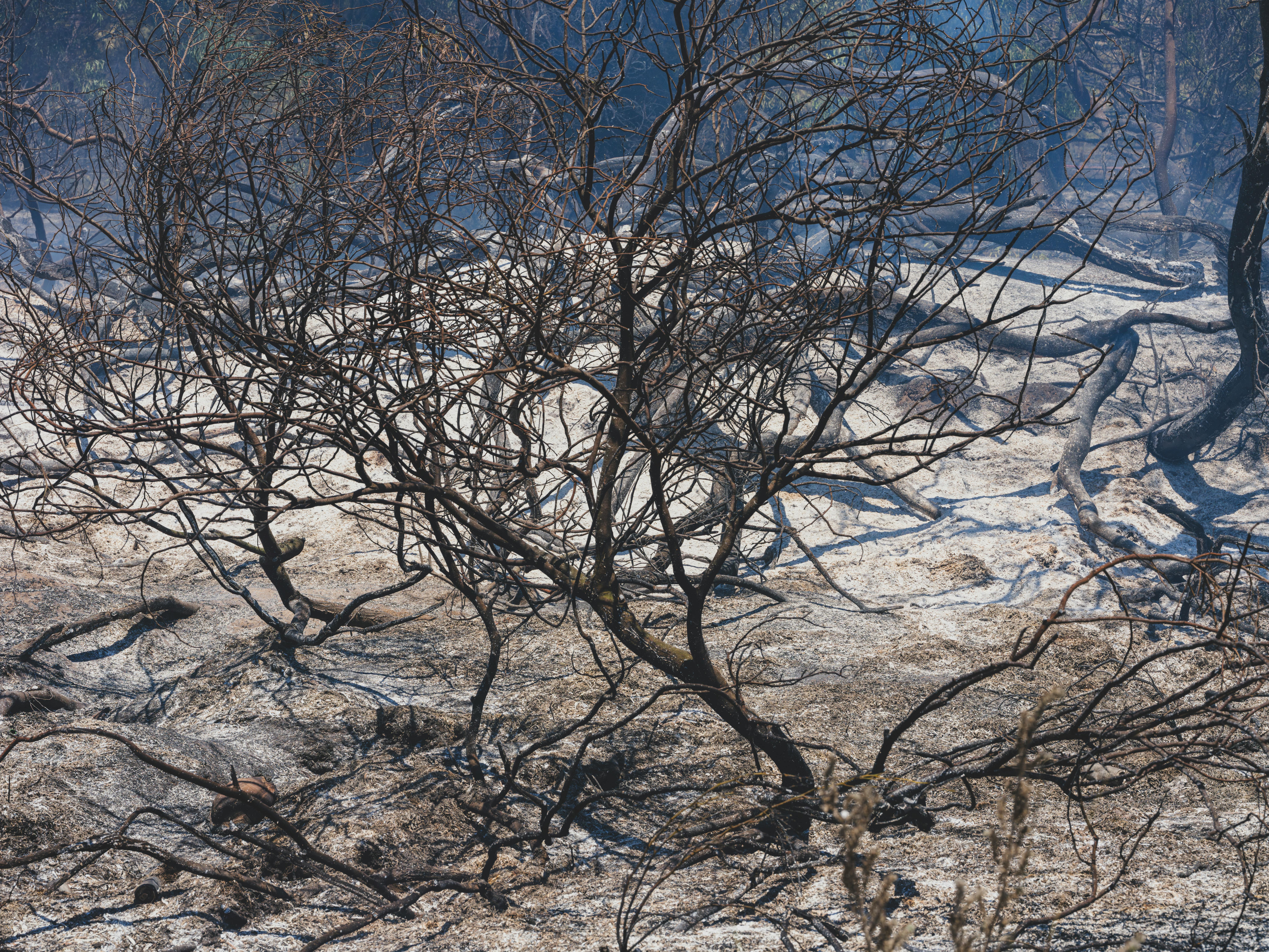 અવતાર: ફાયર એન્ડ ઍશના 43 મિલિયન ડોલરની ભવ્ય શરુઆત