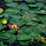 CNAP in India: A Fresh Contender to Truecaller’s Caller ID Crown