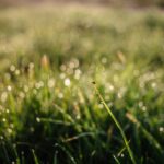 Aquarius Alert: Seize Tomorrow’s Quiet Green Light for Renewal