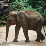 धमतरी की जंगली सड़कों पर वन विभाग की जंग: अस्वस्थ हाथी का आकस्मिक हमला