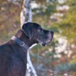 કારાયતાનો રંગરેલો: મંગળુરૂમાં કૂતરાઓએ ચમકાવ્યો મંચ