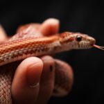 ઘરમાં નકારાત્મકતા દூர કરે એવા 5 સાપચિત્રો અને પ્રતિકો