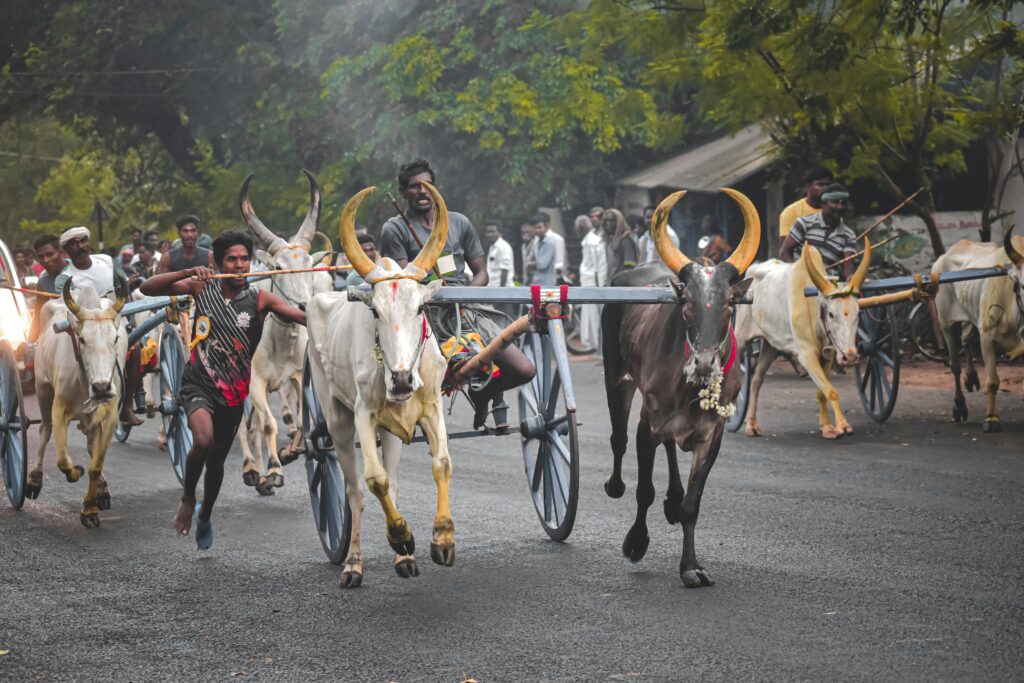 Beyond Kalu: How Trendy Monikers Are Redefining Bullock Cart Races