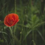 IGN Fan Fest 2026માં McFarlane Toysના નવતર Poppy Playtime ફિગાર્સની ઉજવણી