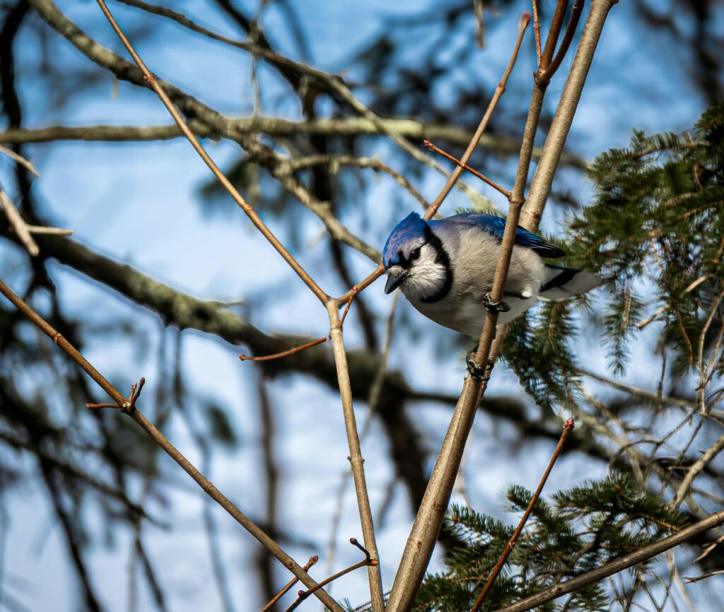 યાંકી સ્ટેડિયમમાં જય-ઝેડ: ’30’ અને ’25’ વર્ષગાંઠ કોન્સર્ટ ટિકીટ્સ માર્ગદર્શિકા