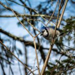 યાંકી સ્ટેડિયમમાં જય-ઝેડ: ’30’ અને ’25’ વર્ષગાંઠ કોન્સર્ટ ટિકીટ્સ માર્ગદર્શિકા