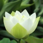 સીઝન 4માં વિસ્ફોટ: હელેના બોનમ કાર્ટરના પ્રસ્થાન બાદ ‘The White Lotus’ શું બદલશે?