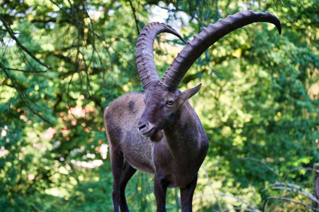 Harnessing Today’s Energy: Capricorn’s Day of Recognition and Measured Moves