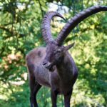 Harnessing Today’s Energy: Capricorn’s Day of Recognition and Measured Moves