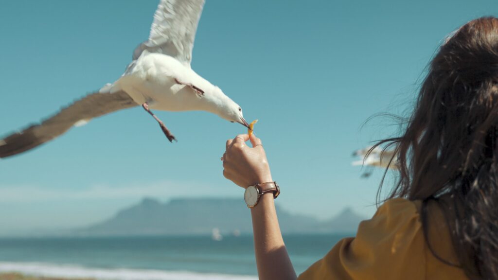 Tranquility in Ashes: Diving into Birds Watching’s PS5 Launch Trailer