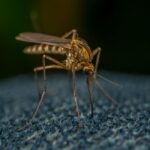 AI-Powered Mosquito ‘Buzz’ Scanner Could Transform Disease Monitoring