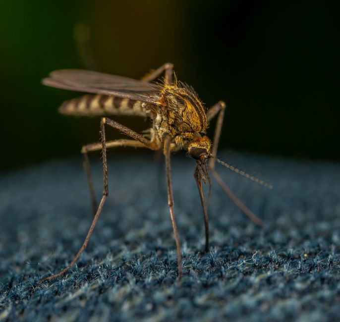 AI-Powered Mosquito ‘Buzz’ Scanner Could Transform Disease Monitoring