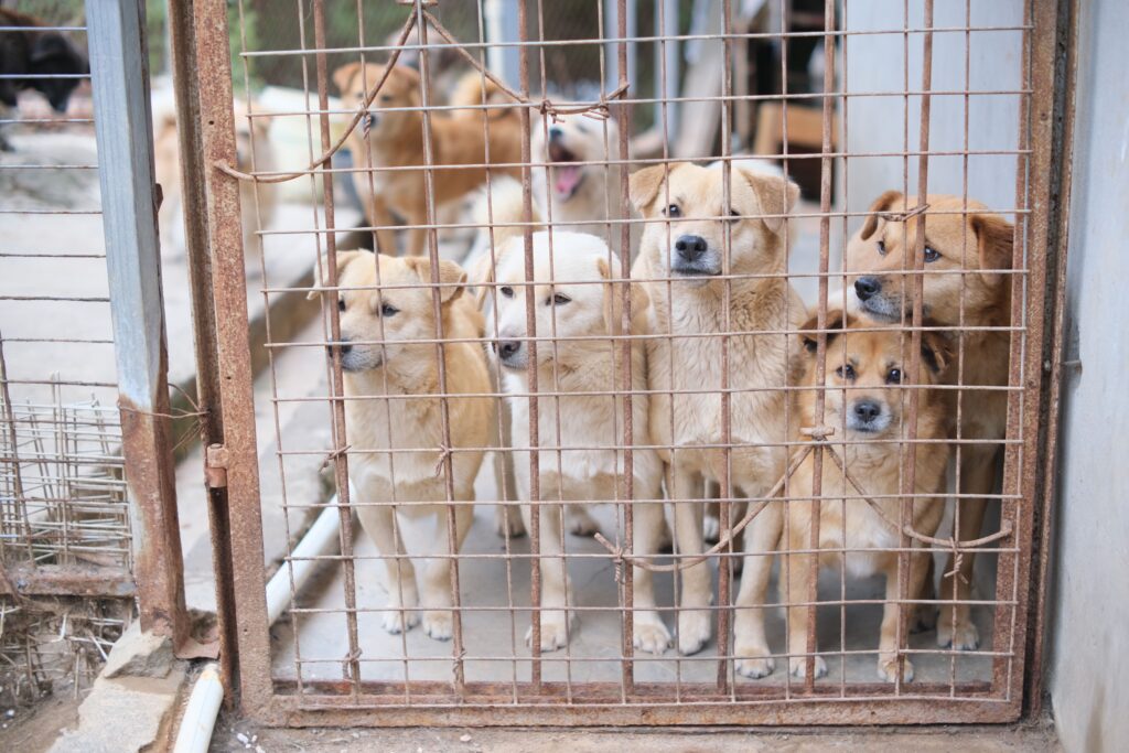 આપ adoption માટે જોડાઓ: ASPCA અને Subaruની સાથે શેલ્ટર ડૉગ્સ માટે બચાવ અભિયાન